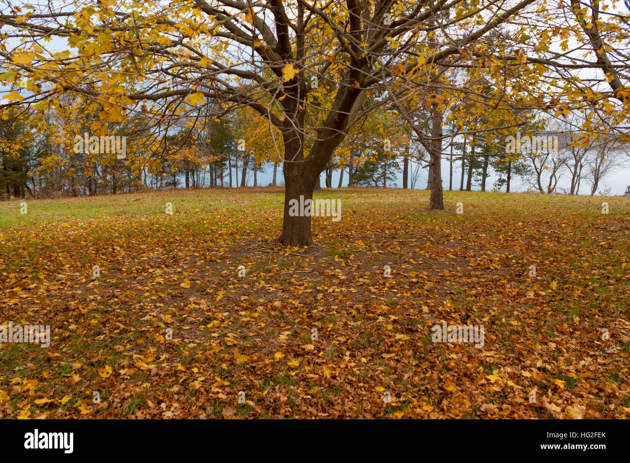 Un tapis de feuilles mortes sous un dais d'arbres, dans le parc de la fin du monde, Fontana, MA. Banque D'Images