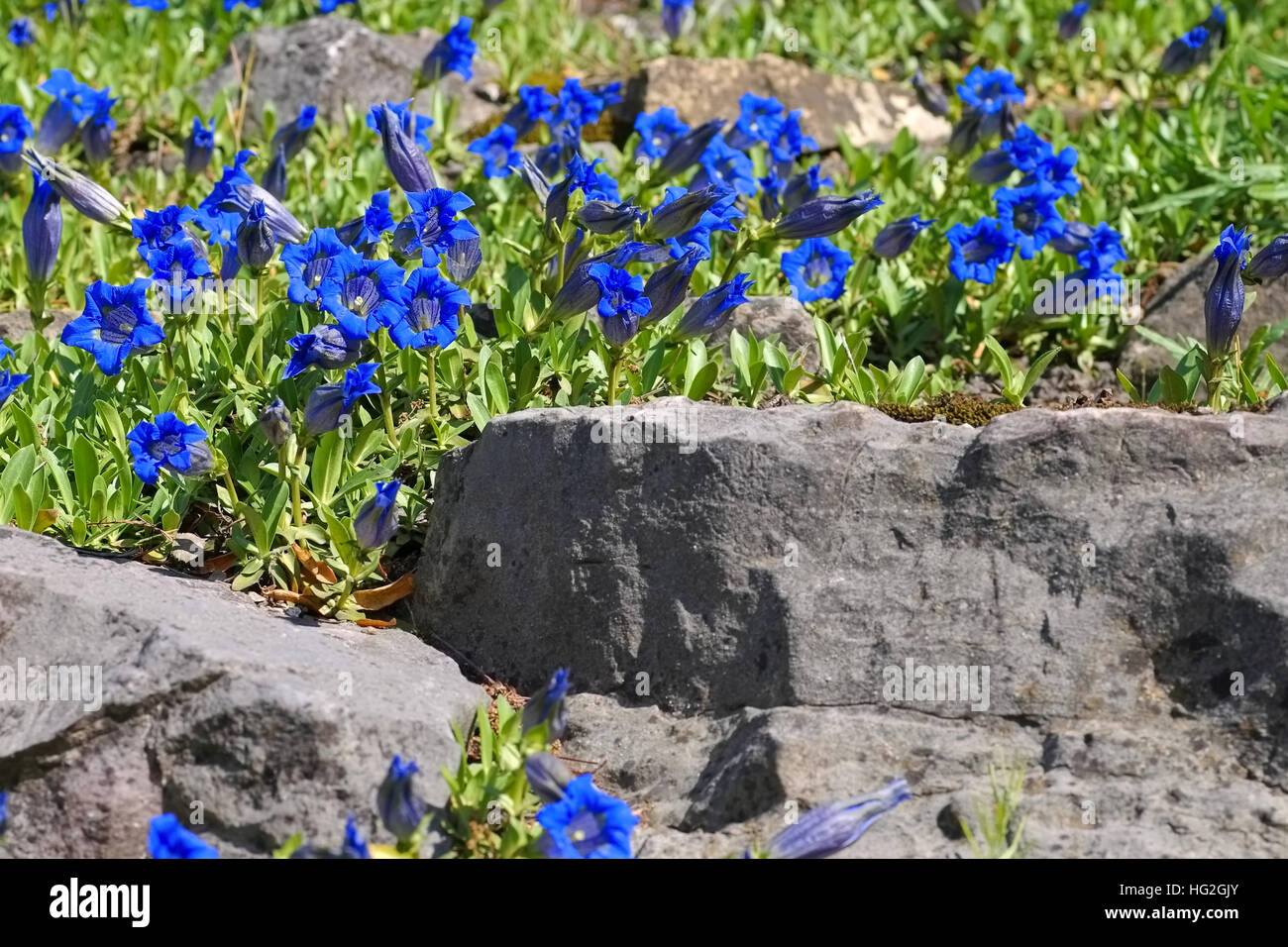 Kochscher Jandlbauer oder Gentiana acaulis - gentiane acaule (Gentiana acaulis ou au printemps fleurs Banque D'Images