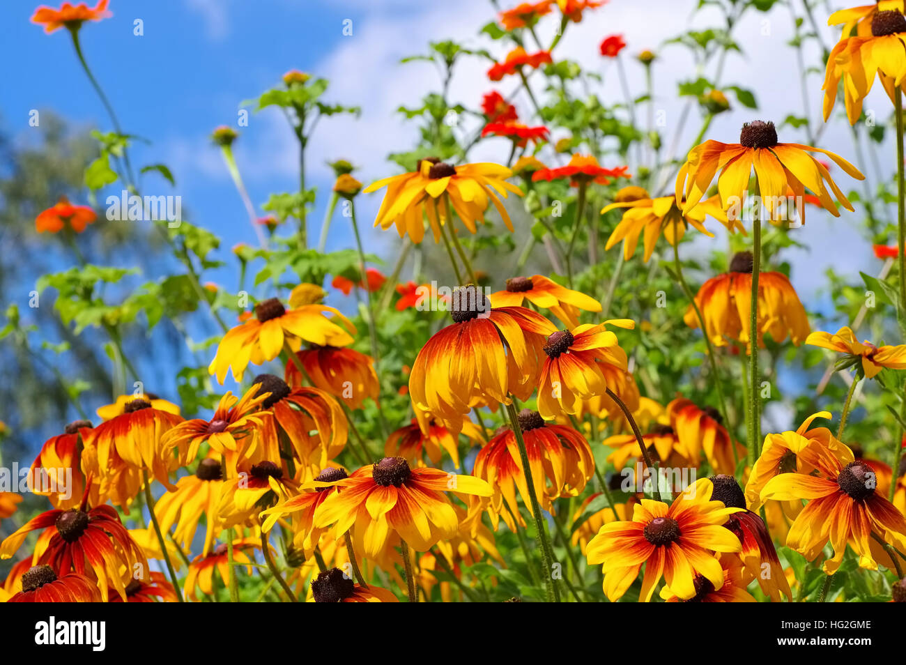 - Sonnenhut black-eyed Susan fleur en jardin d'été Banque D'Images