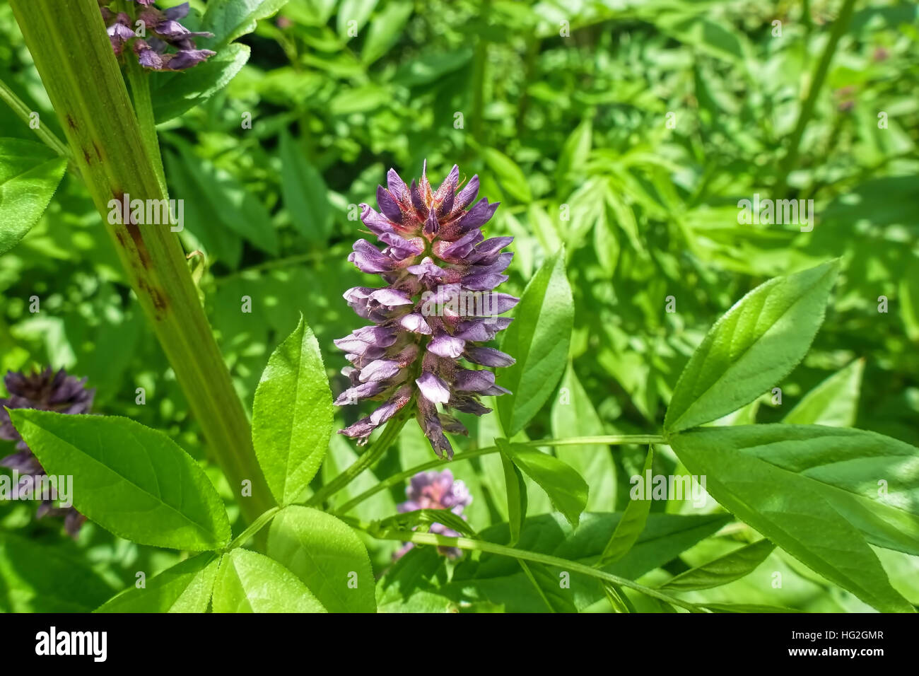 Heilpflanze Süßholz mourir - l'usine de fines herbes ou de réglisse Glycyrrhiza glabra Banque D'Images