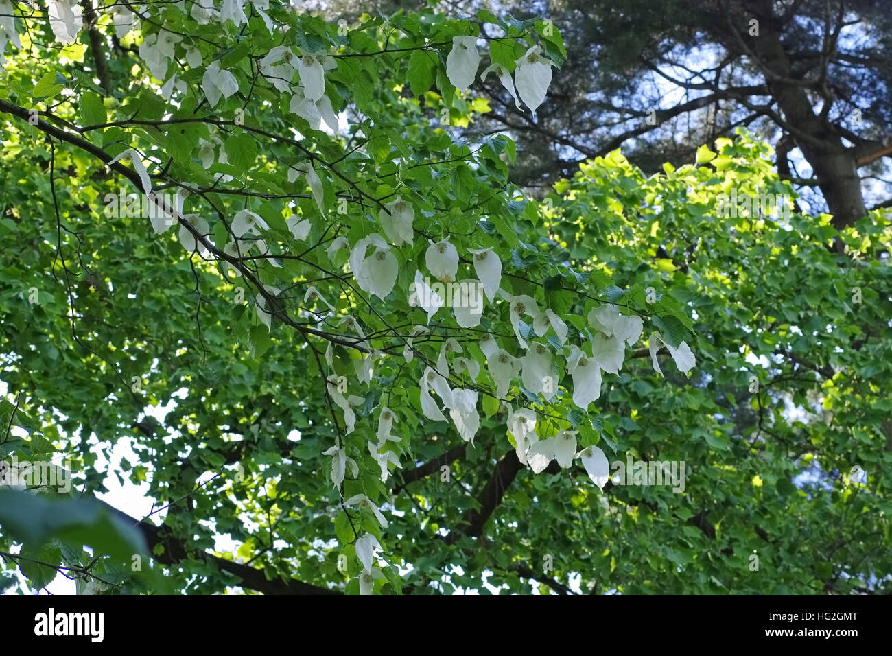 Taschentuchbaum oder Davidia involucrata - dove-tree ou Davidia involucrata au printemps Banque D'Images