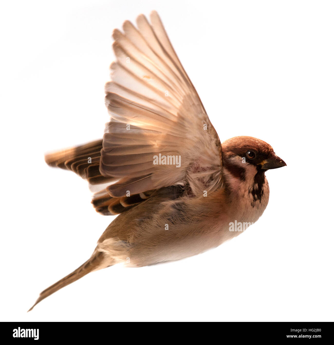Flying bird sparrow isolé sur fond blanc Banque D'Images
