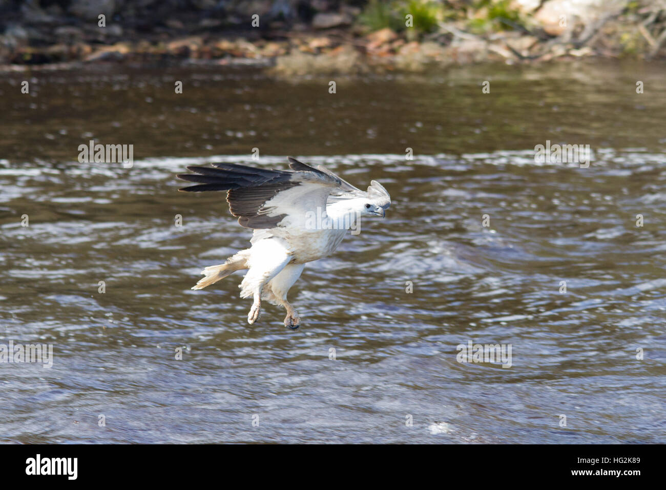 L'aigle de mer à ventre blanc (haliaeetus leucogaster) capture d'un poisson Banque D'Images