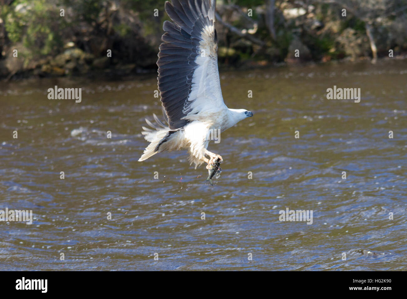 L'aigle de mer à ventre blanc (haliaeetus leucogaster) capture d'un poisson Banque D'Images