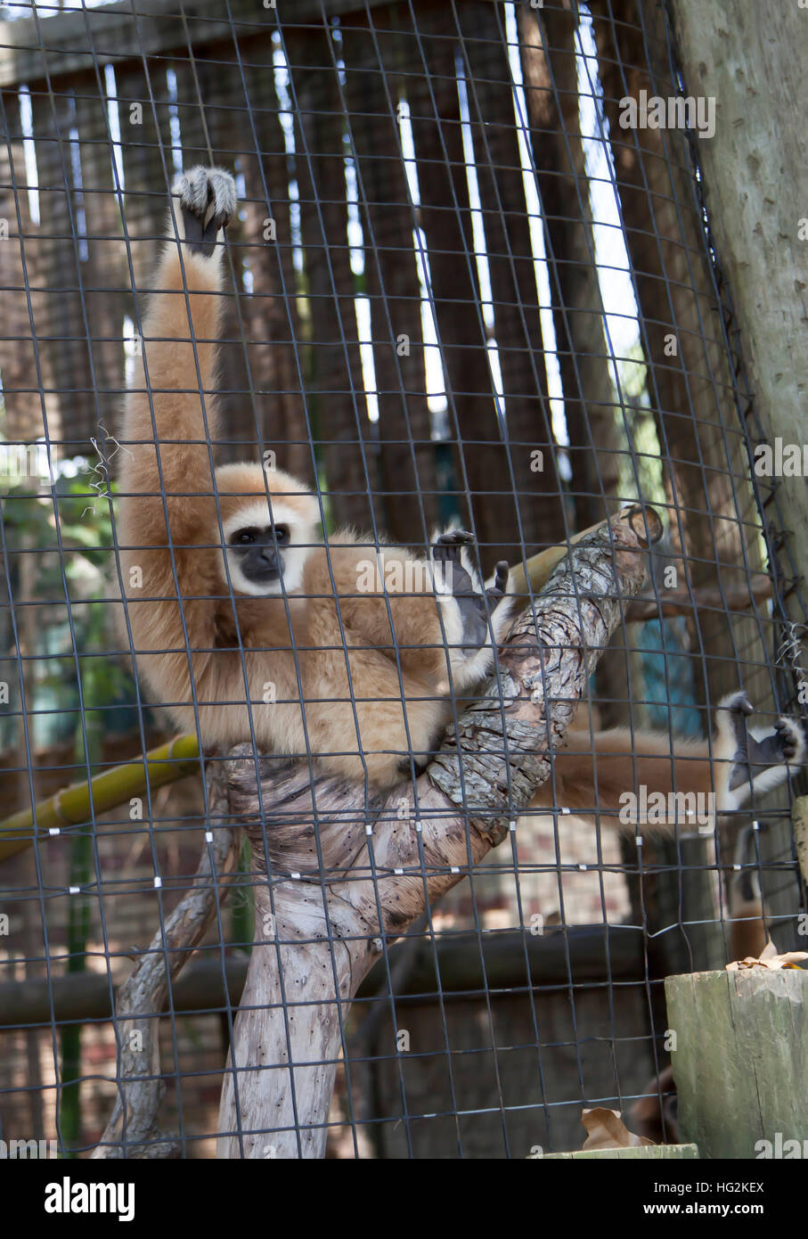 Gibbons, également connu sous le nom de white-remis gibbon, jouant sur une branche d'arbre Banque D'Images