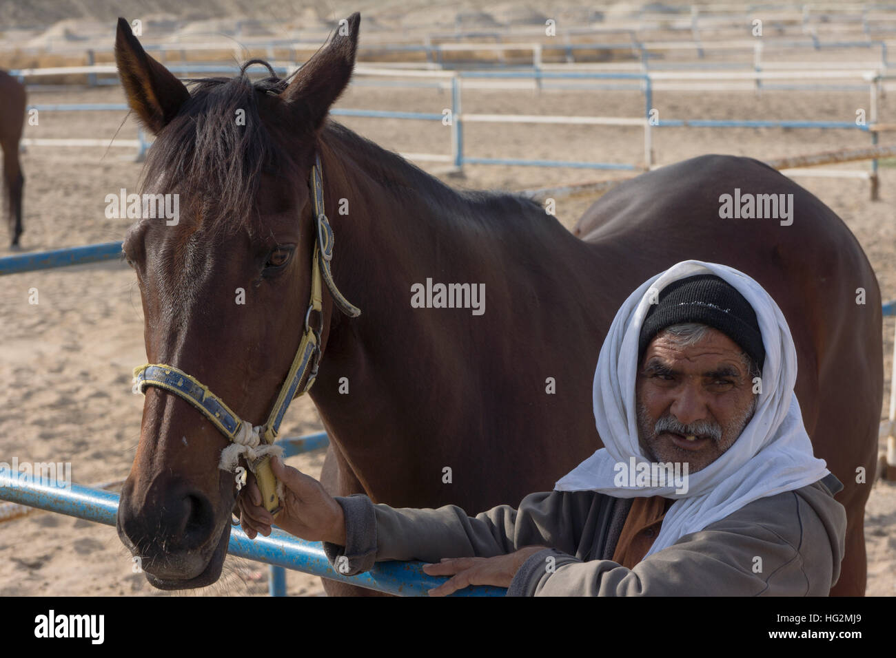 Vieil homme s'occuper d'un cheval au Koweït Banque D'Images