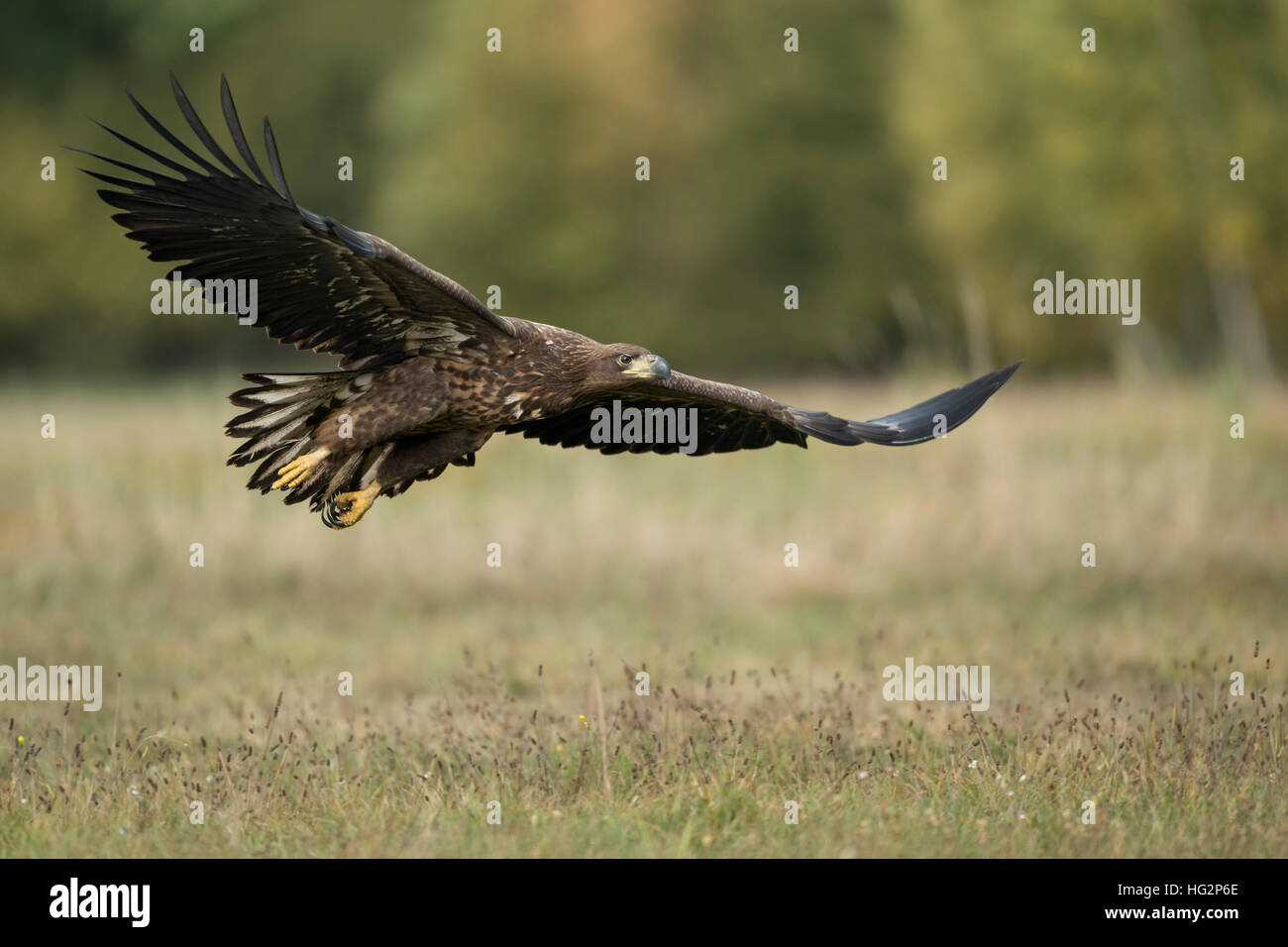 White-tailed eagle / L'aigle de mer ( Haliaeetus albicilla ), les jeunes, en vol à voile, voler près sur un pré, étirée, wingswildlife l'Europe. Banque D'Images