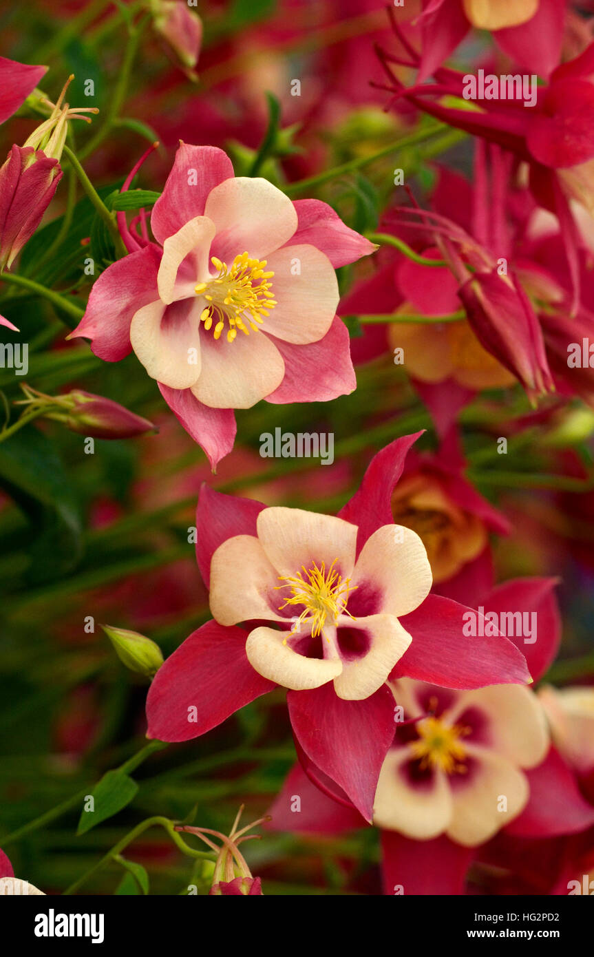 Aquilegia 'Chaffinch' série Songbird Banque D'Images