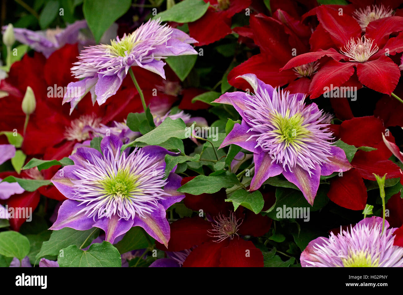 Clematis 'Crystal Fountain' floraison dans un chalet jardin Photo Stock -  Alamy