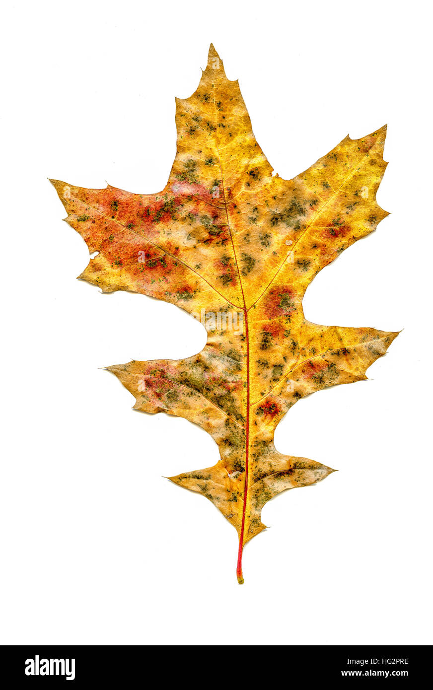 Seul close up of Autumn Leaves, chêne Banque D'Images