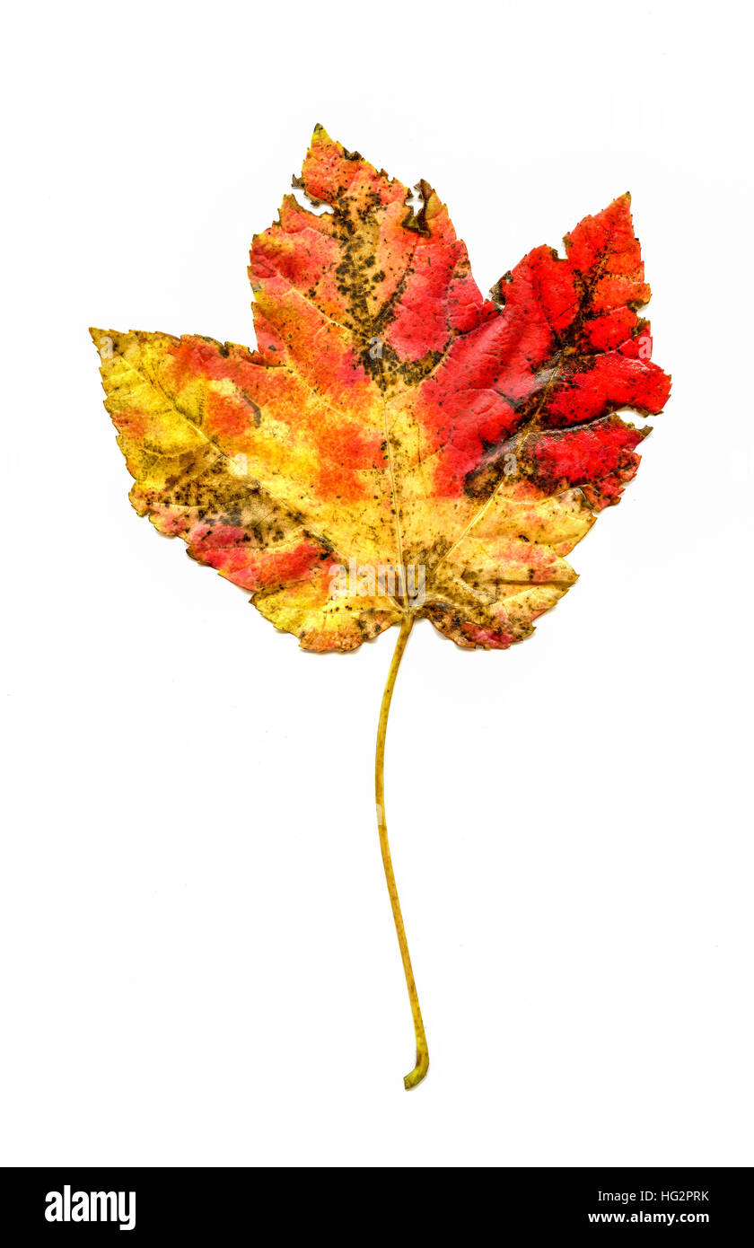 Feuilles d'érable sur fond blanc automne Banque D'Images