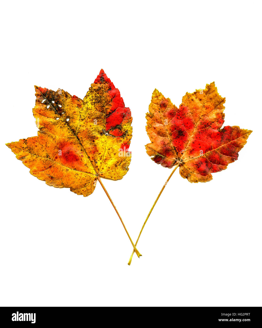 Feuilles d'érable sur fond blanc automne Banque D'Images