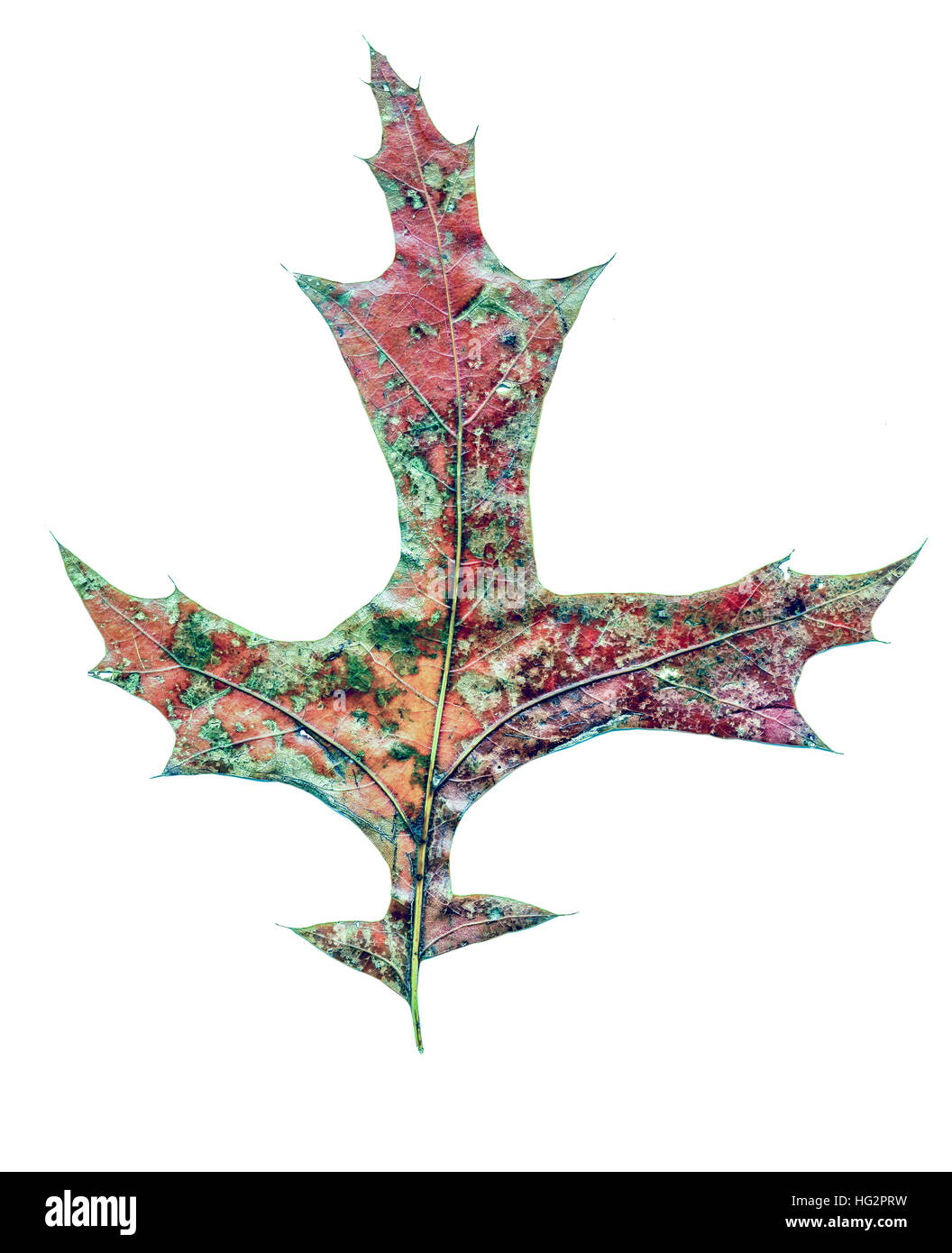 Seul close up of Autumn Leaves, chêne Banque D'Images