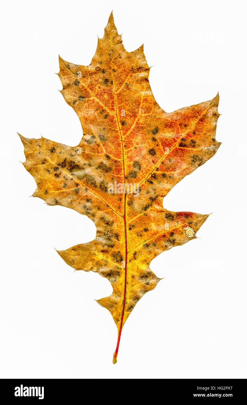 Close up studio en automne les feuilles de chêne Banque D'Images