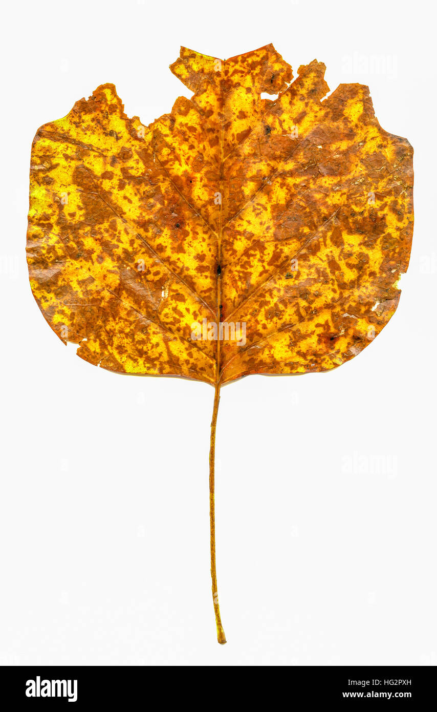Close up studio dans des feuilles d'automne Banque D'Images