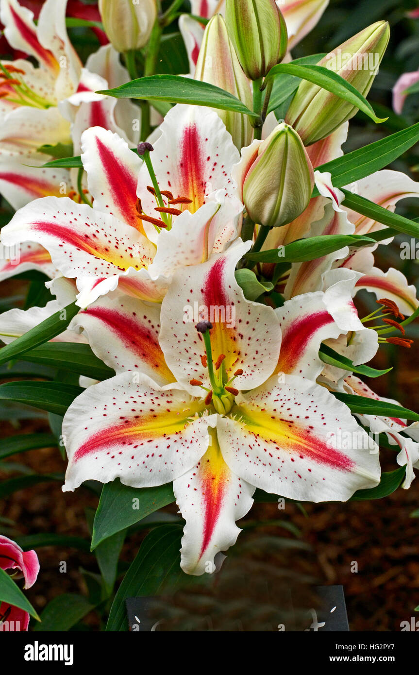 'Starburst' Lily floraison in close up Banque D'Images