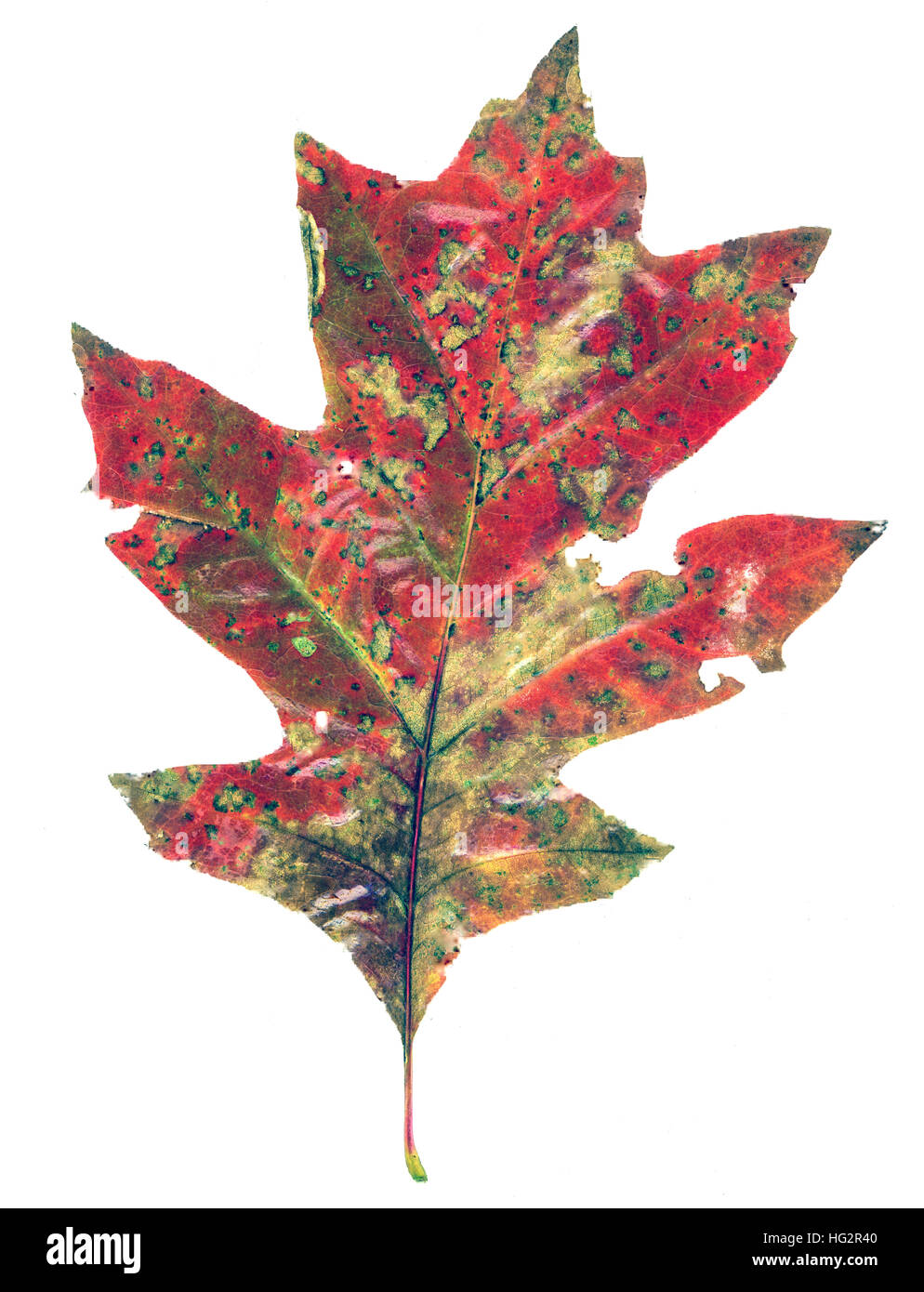 Seul l'automne les feuilles de chêne blanc retour sur terre Banque D'Images