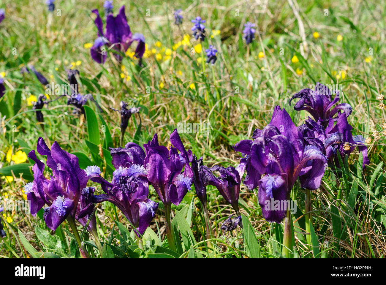 Breitenbrunn am Neusiedler See : Iris nain (Iris pumila) dans la réserve naturelle du Tenauriegel - Lac, , Burgenland, Autriche Banque D'Images