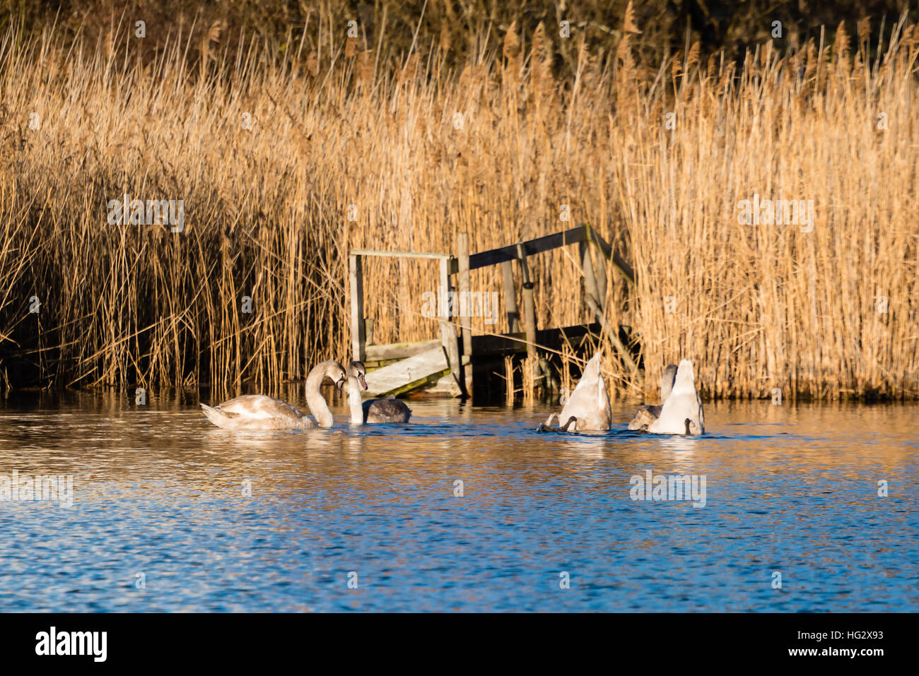 Cinq premier hiver le cygne tuberculé (Cygnus olor) en face de l'ancienne jetée sombre dans les roselières denses. Deux cygnes se nourrissent au fond de la mer et seulement leur être Banque D'Images