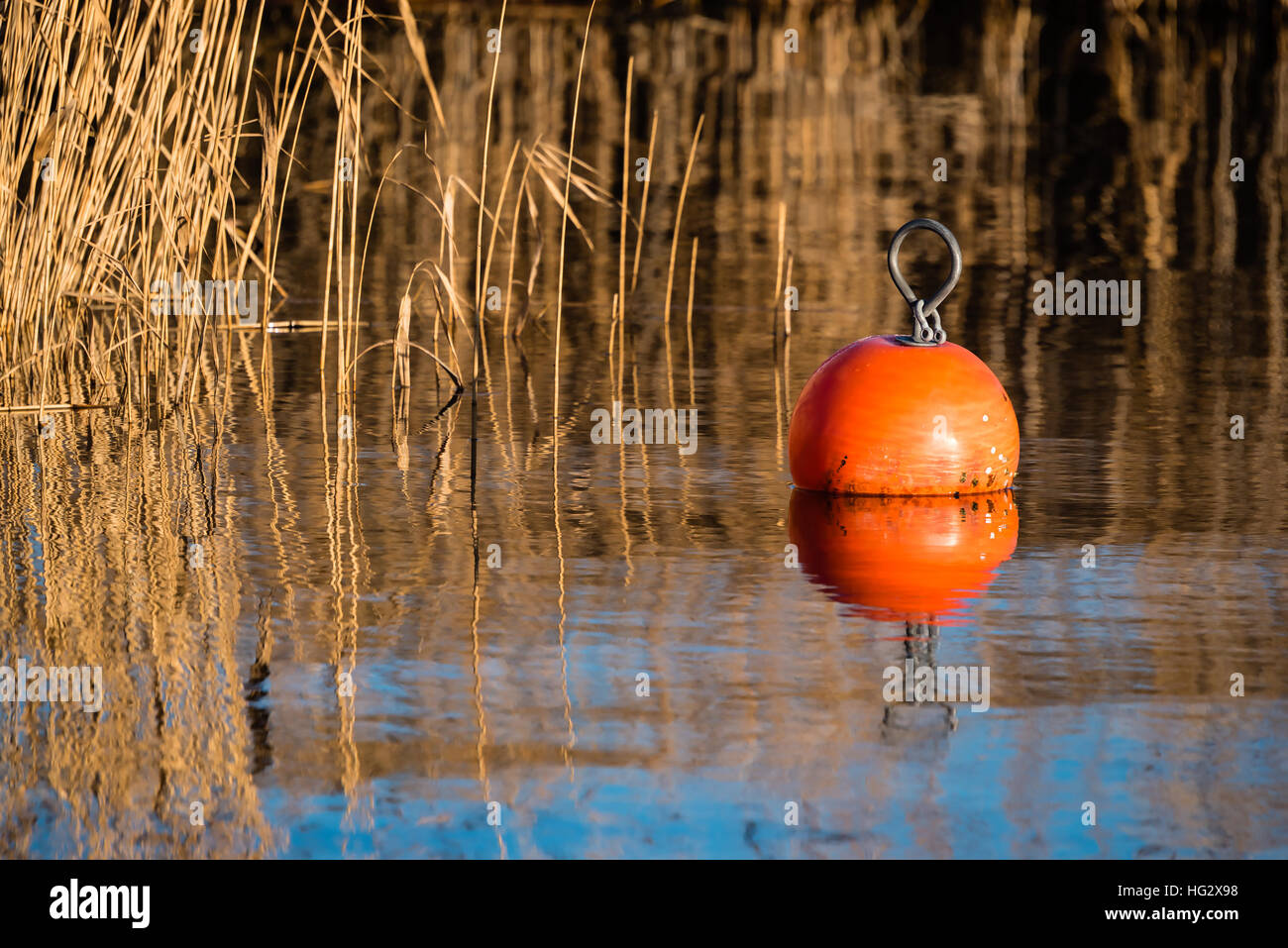 Bouée d'orange vif dans l'eau de mer sans vent avec roselière en arrière-plan. Banque D'Images