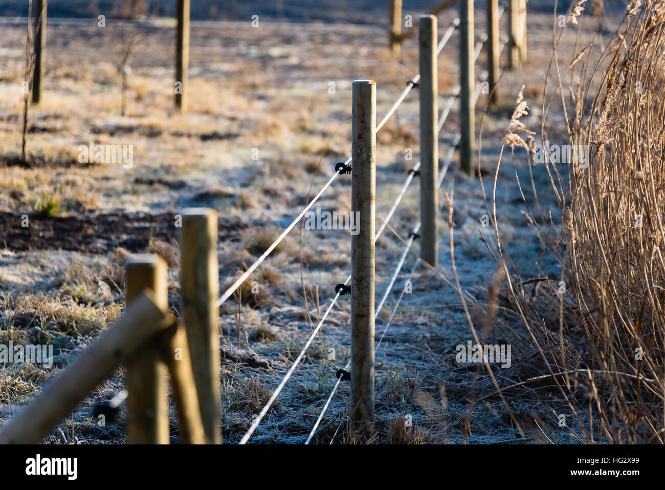 L'accent peu profondes clôture électrique. L'accent sur poteau central et les isolateurs. Givre sur terrain et pôle. Les terres agricoles d'un côté de la clôture et Reed, de l'autre. Banque D'Images