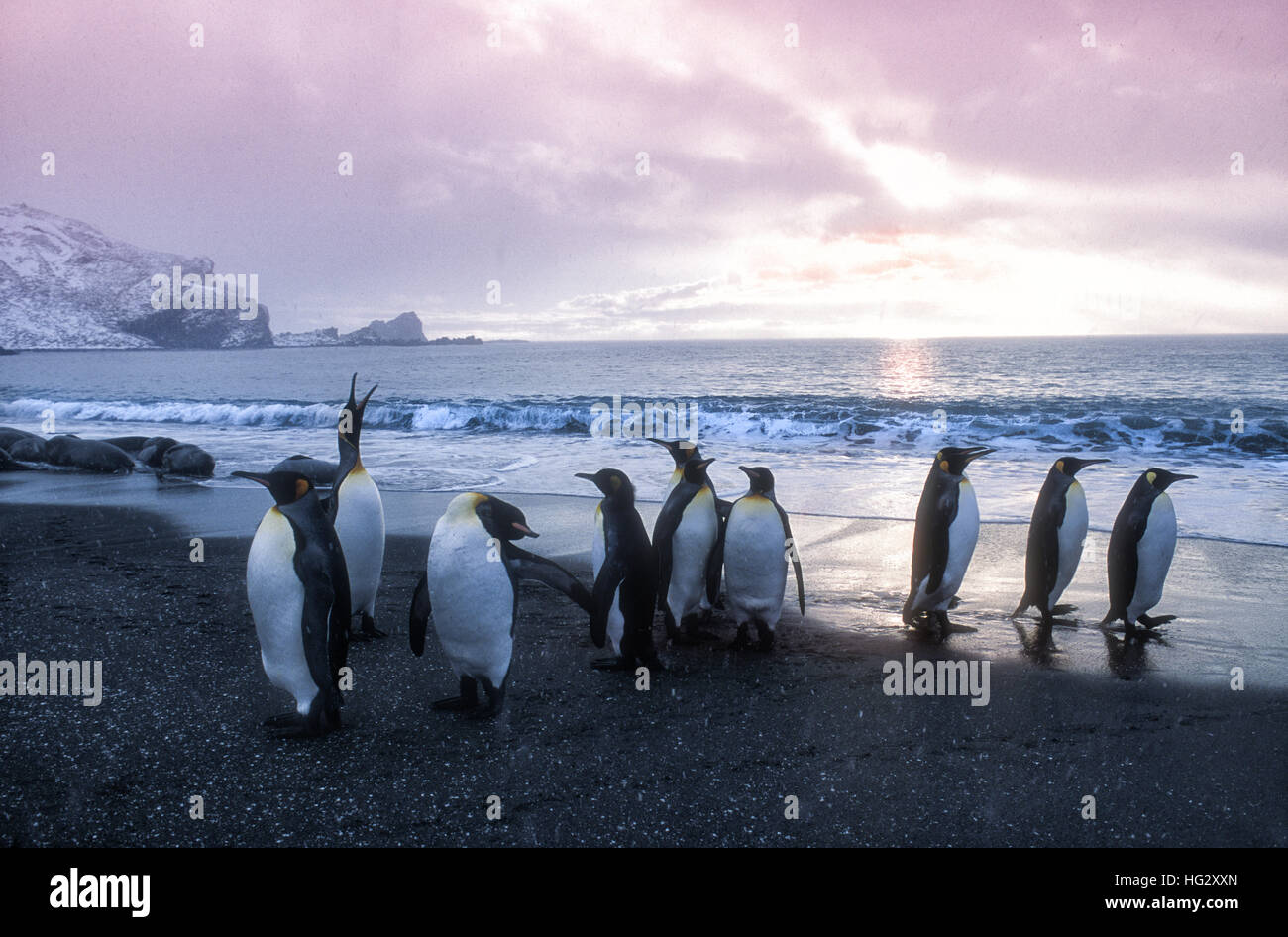 Le manchot royal au coucher du soleil à la lumière de neige, South Georgia Island Banque D'Images