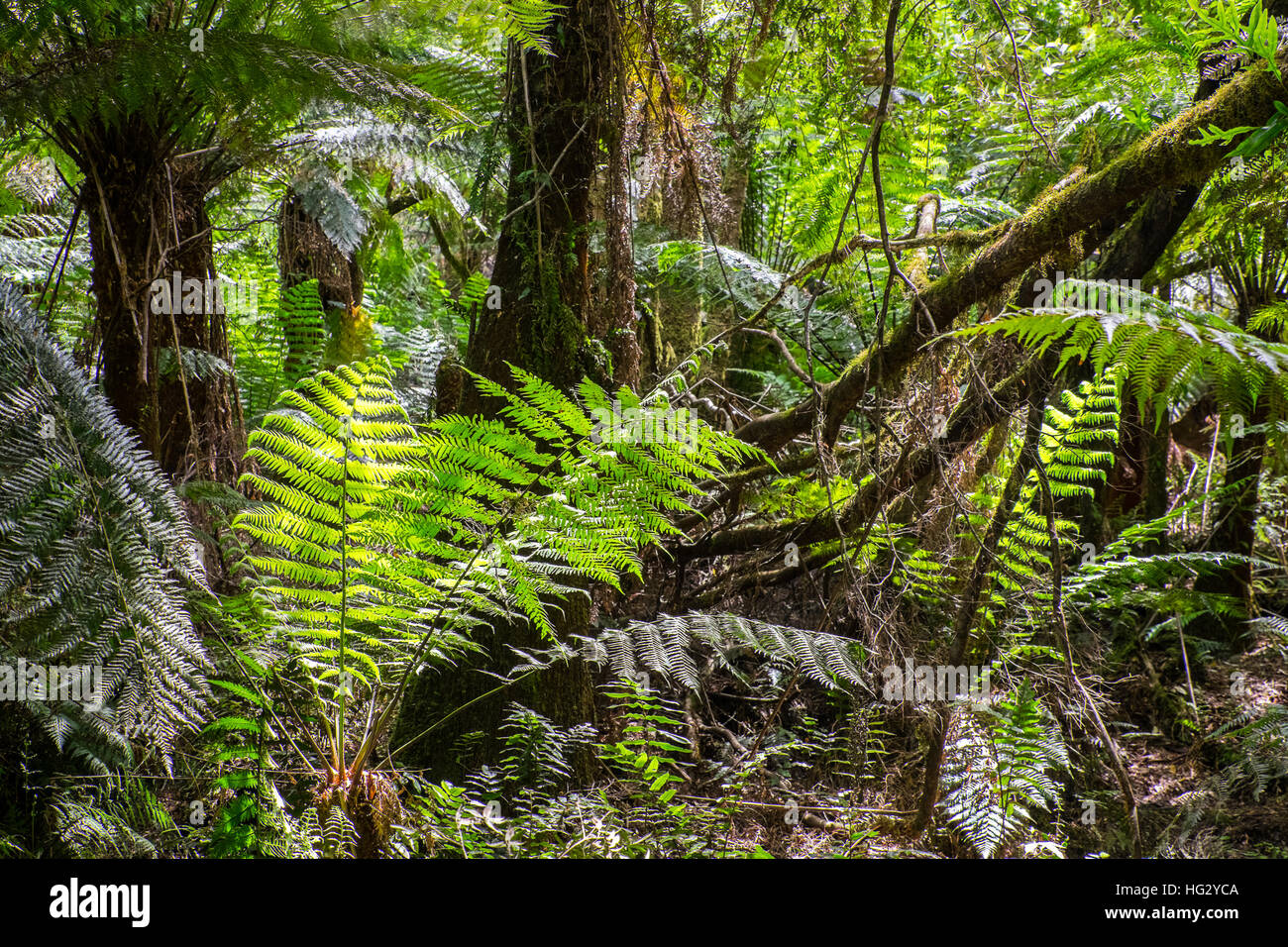 Feuillage verdoyant dans la forêt tropicale du Parc National de Great Otway, Victoria, Australie Banque D'Images