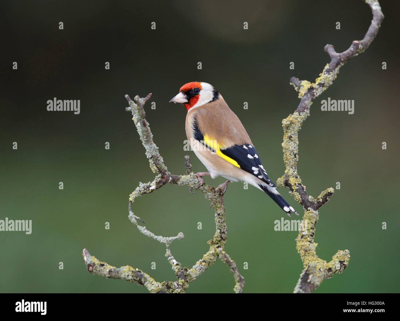 Chardonneret sur une branche humide en hiver Banque D'Images