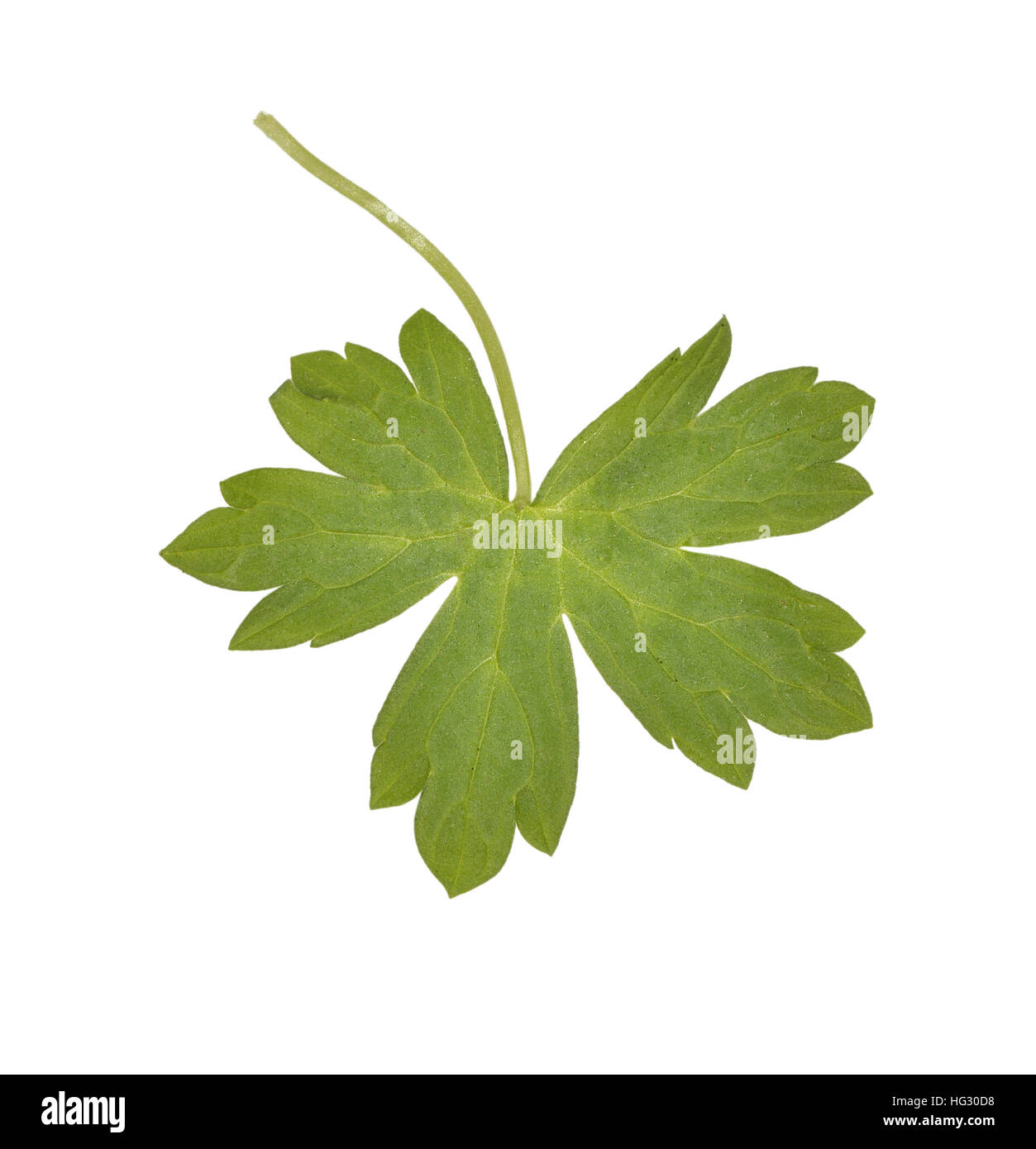 Crane's-bill couverture - Geranium pyrenaicum Banque D'Images