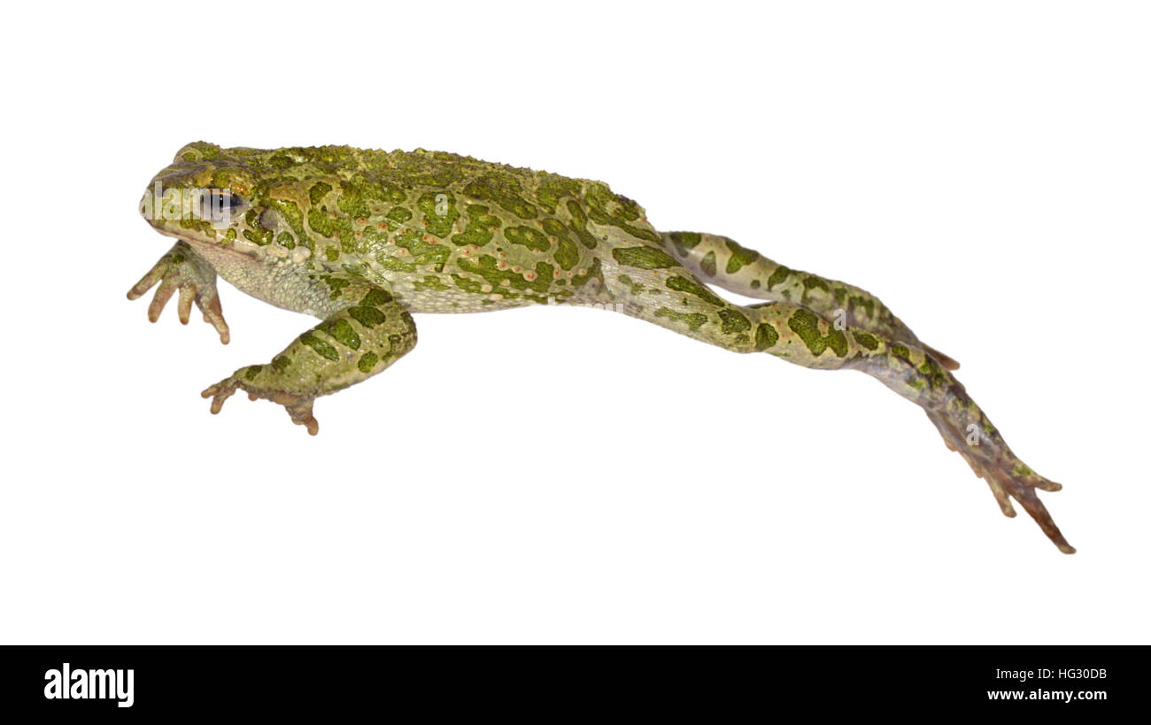 - Crapaud vert Bufo viridis Banque D'Images