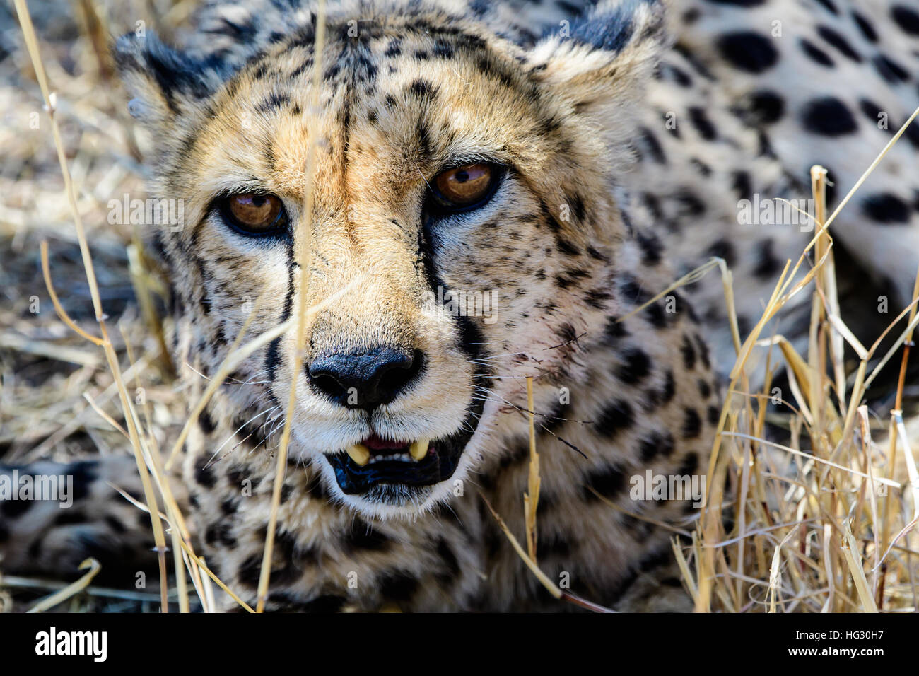 Les yeux perçants d'un guépard Banque D'Images