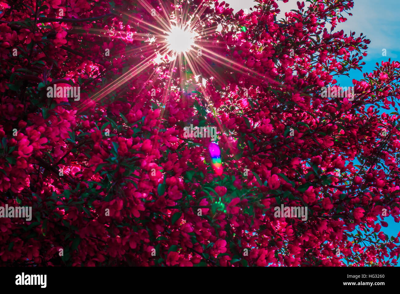 Pomme Rouge arbre en fleurs avec la lumière du soleil qui brillait à travers. Banque D'Images