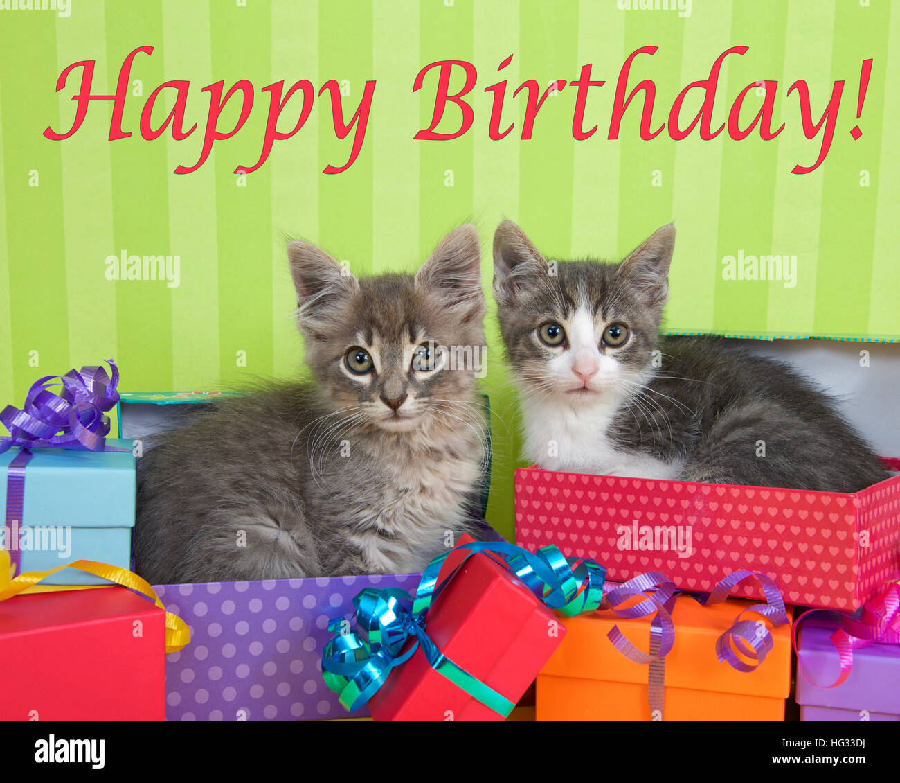 Deux mois tabby chatons peeking out de cadeau d'anniversaire dans une pile de boîtes de couleurs vives avec des chapeaux de fête, vert clair avec fond dénudé Banque D'Images