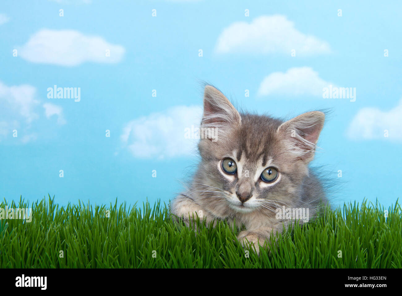 Longs cheveux duveteux tabby gris chaton dans l'herbe haute avec fond de ciel bleu nuages blancs moelleux. Banque D'Images