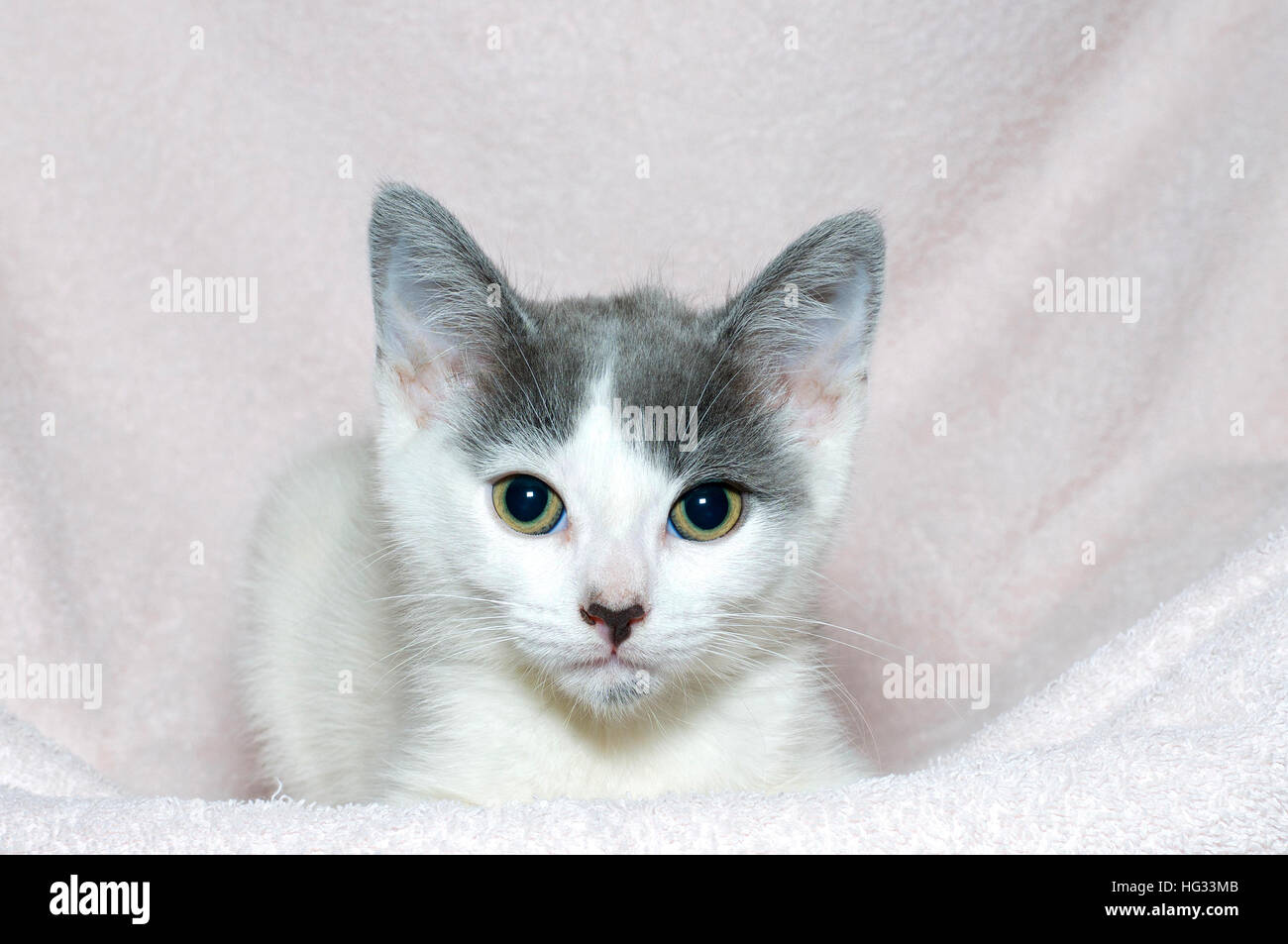 Les jeunes gris et blanc tabby kitten vieux de six semaines sur une couverture rose clair à l'avant Banque D'Images