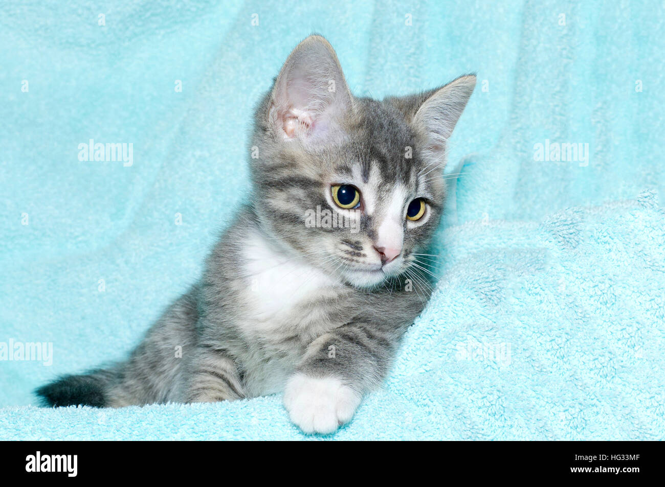 Six jeunes semaine noir et blanc tabby kitten assis portant sur une couverture de couleur turquoise aqua à regarder au repos à droite de l'image Banque D'Images