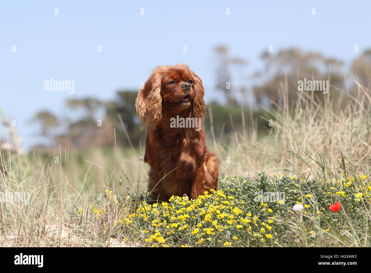 Chien Cavalier King Charles Spaniel Ruby adultes assis dans les fleurs Banque D'Images