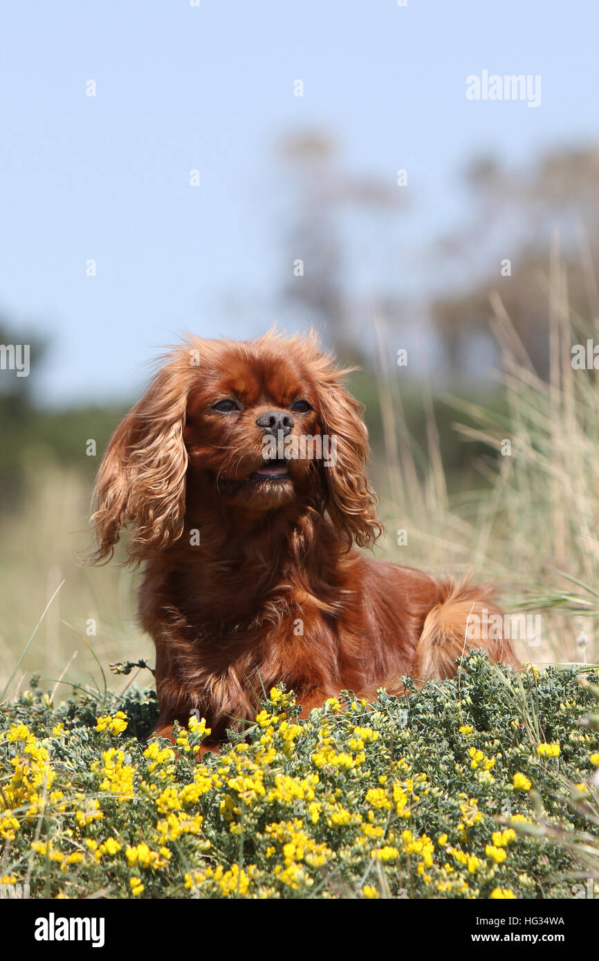 Chien Cavalier King Charles Spaniel Ruby adultes se trouvant dans les fleurs Banque D'Images