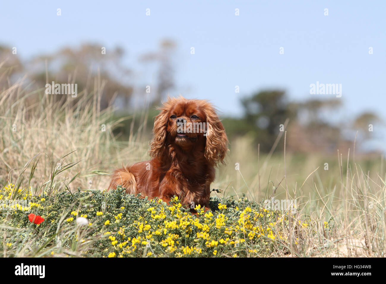 Chien Cavalier King Charles Spaniel Ruby adultes se trouvant dans les fleurs Banque D'Images