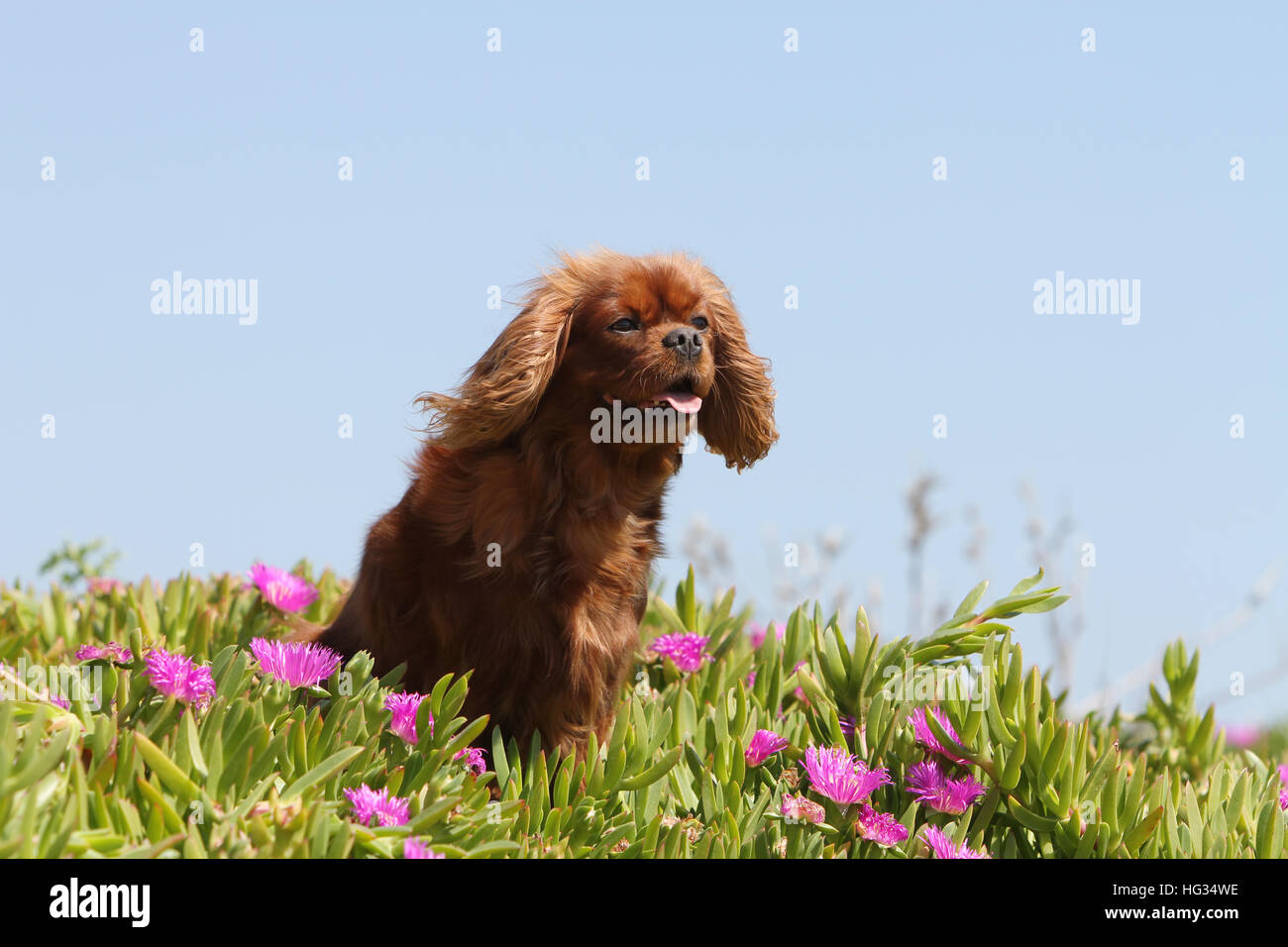 Chien Cavalier King Charles Spaniel Ruby adultes assis dans les fleurs Banque D'Images