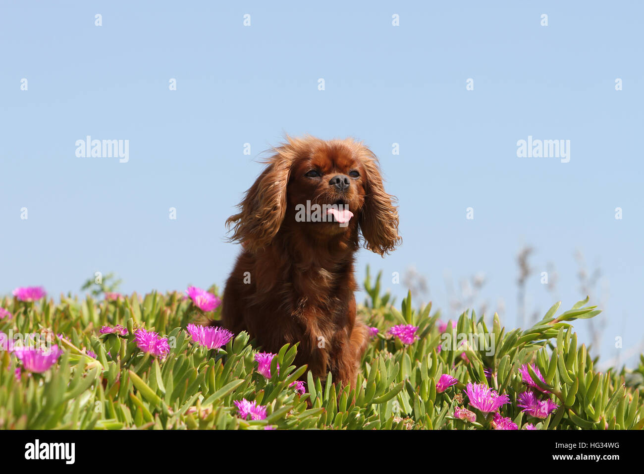 Chien Cavalier King Charles Spaniel Ruby adultes assis dans les fleurs Banque D'Images