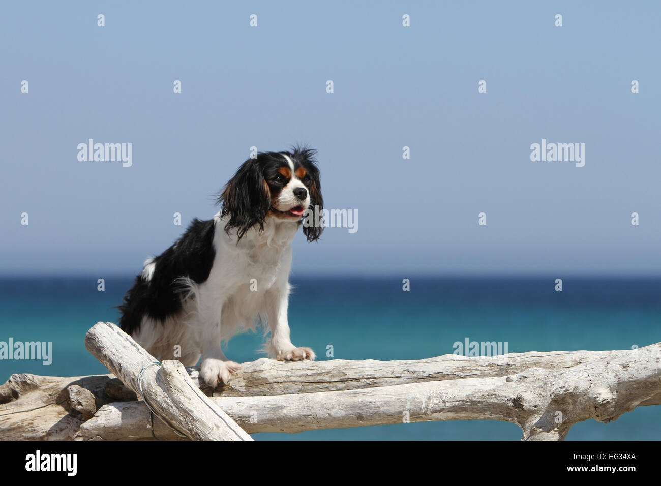 Chien Cavalier King Charles Spaniel tricolore adultes debout sur la plage sur un tronc d'arbre bois forêt Banque D'Images