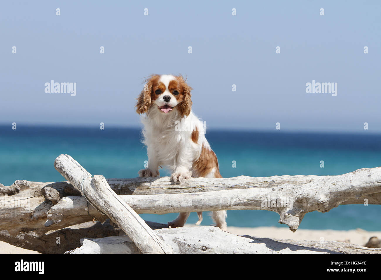 Chien Cavalier King Charles Spaniel Blenheim adultes debout sur la plage sur un tronc d'arbre bois forêt Banque D'Images