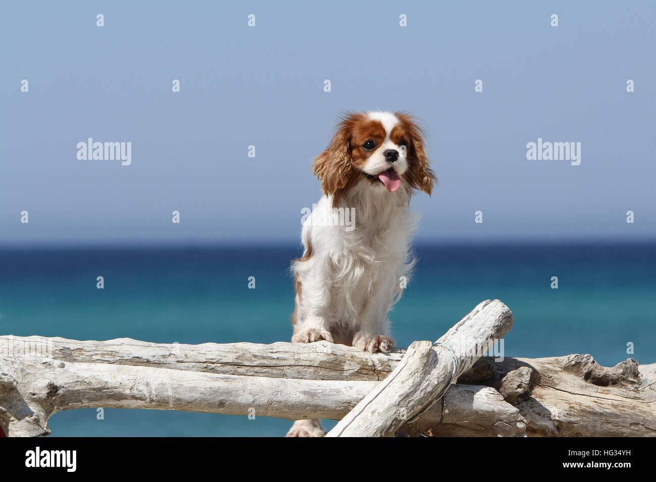 Chien Cavalier King Charles Spaniel Blenheim adultes debout sur la plage sur un tronc d'arbre bois forêt Banque D'Images