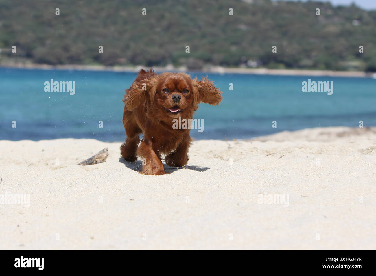 Chien Cavalier King Charles Spaniel Ruby (adultes) la marche sur la plage Banque D'Images
