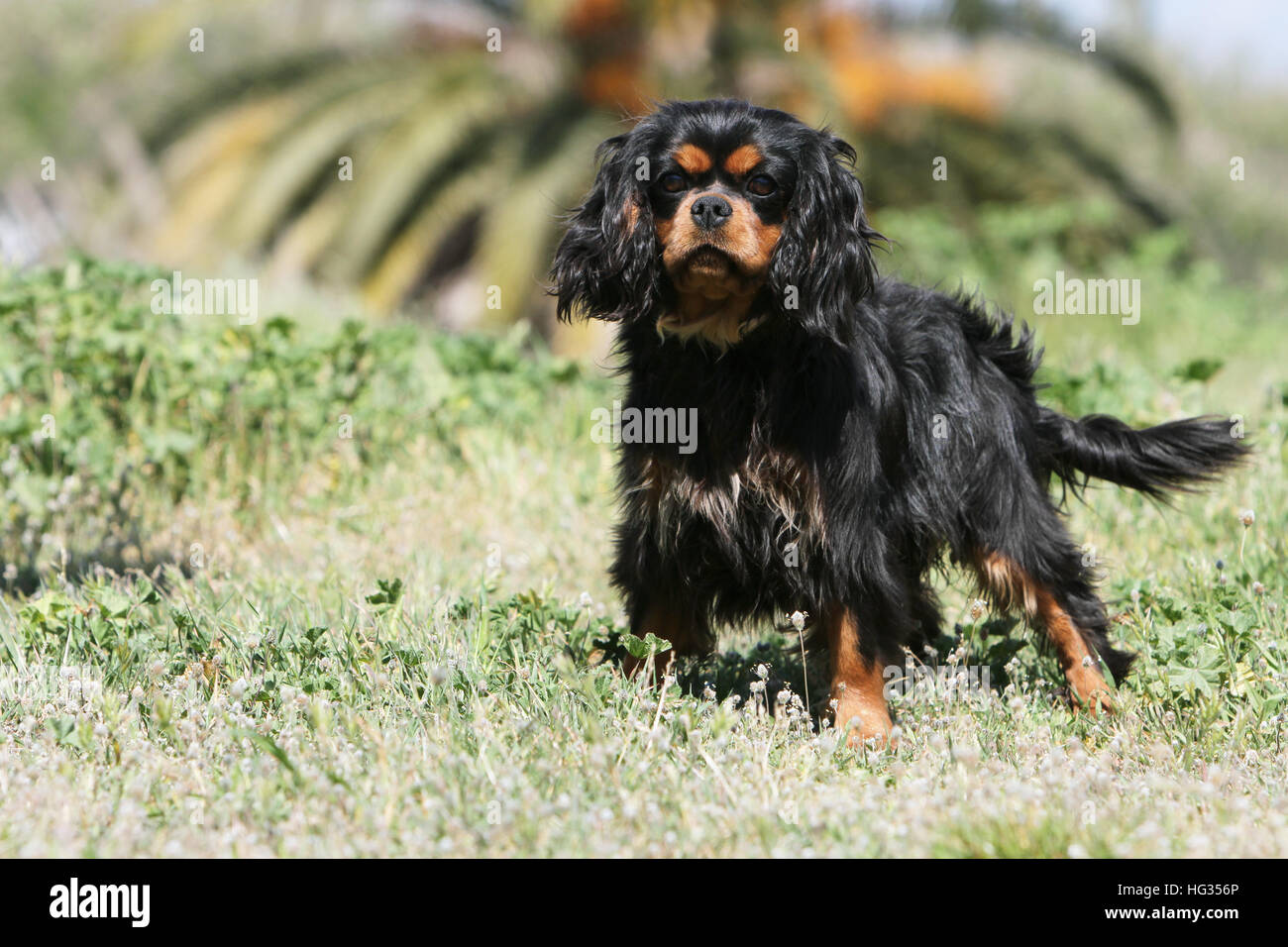 Cavalier King Charles Spaniel Chien Adulte Noir Et Feu
