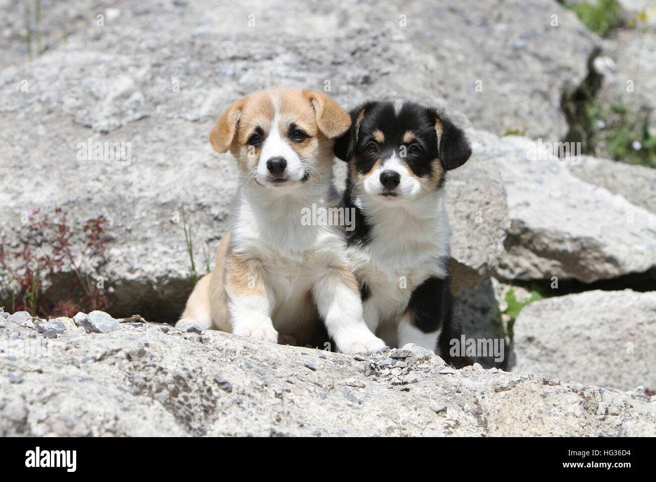 Pembroke Welsh Corgi chien deux chiots colos différentes sur un rocher Banque D'Images