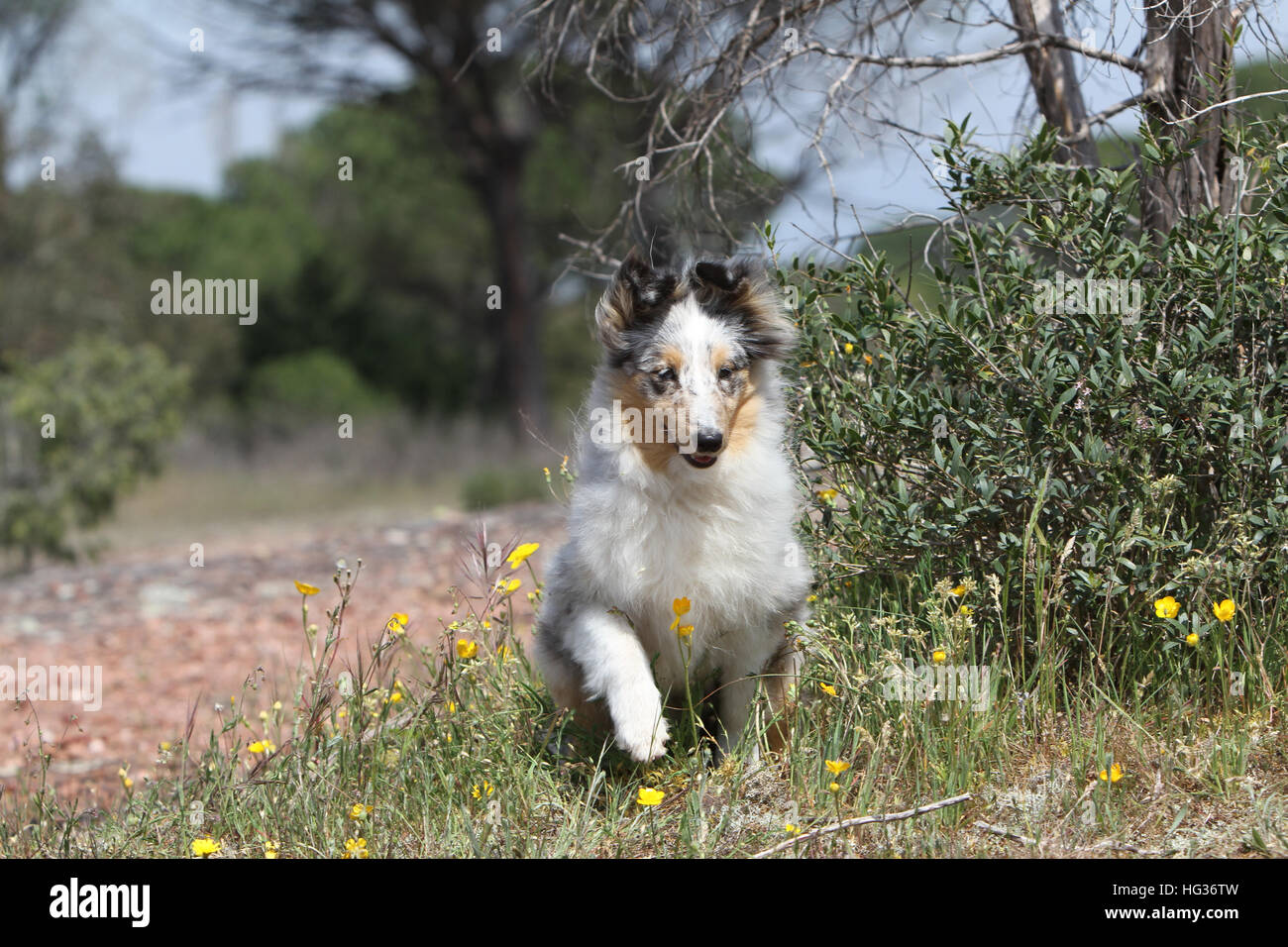 Shetland Sheepdog chien / chiot Sheltie (bleu merle) Banque D'Images