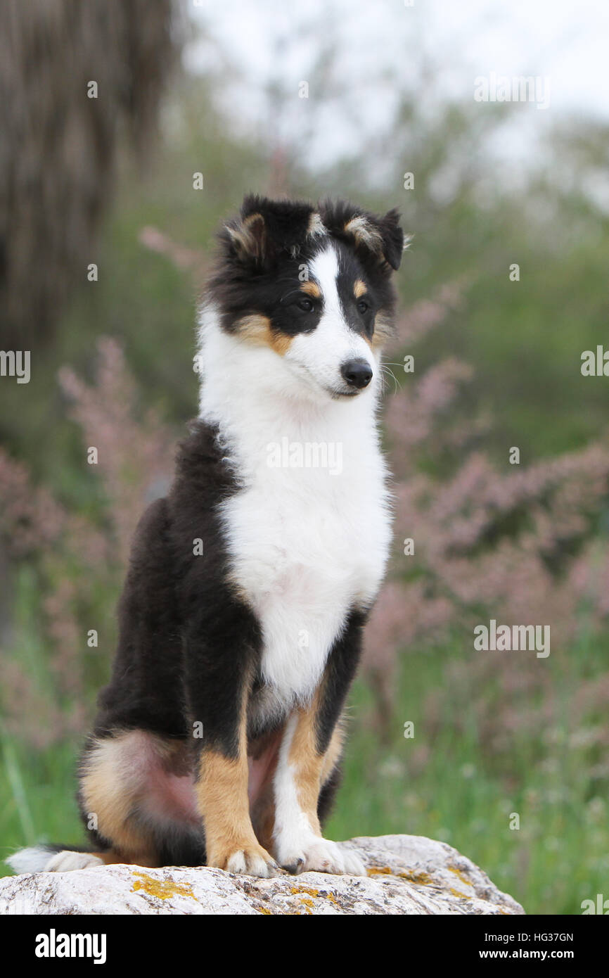 Shetland sheepdog sheltie puppy sitting Banque de photographies et d'images  à haute résolution - Alamy