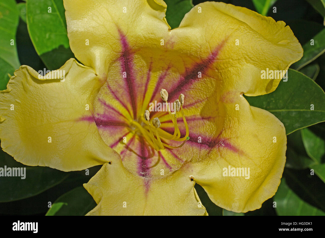 Il s'agit d'Solandra maxima, la tasse de vigne d'or, Golden Chalice Vine ou Hawaiian Lily, une plante tropicale, famille des solanacées Banque D'Images